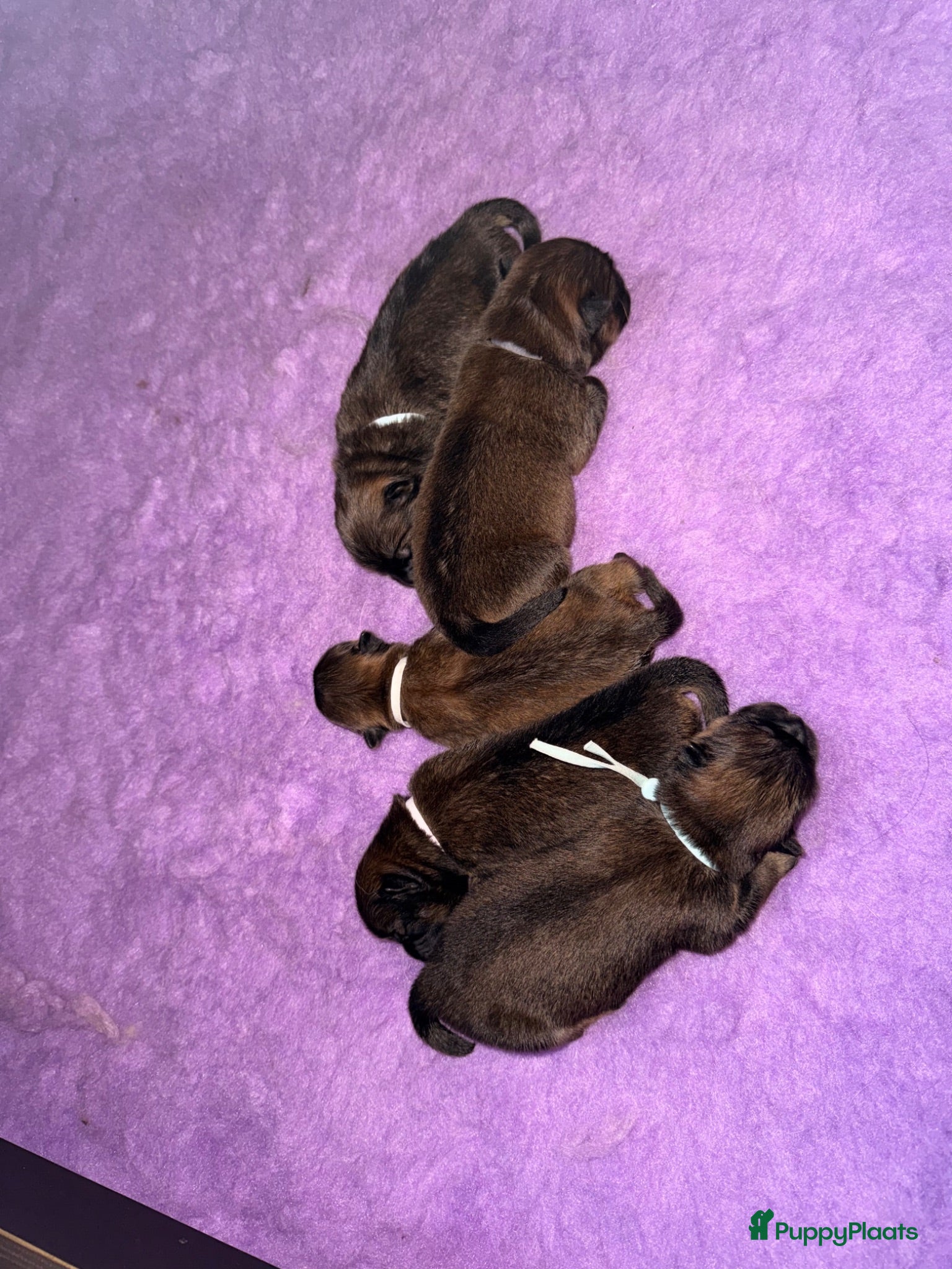 Chow Chow honden 🐾 Prachtige Chow Chow pups geboren 🐾 - Advertentie 1