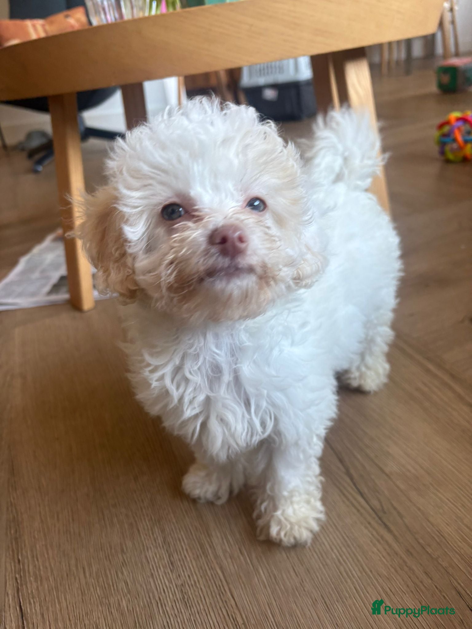 Poedel Toy honden Toypoedel zusjes toy poedel - Advertentie 2