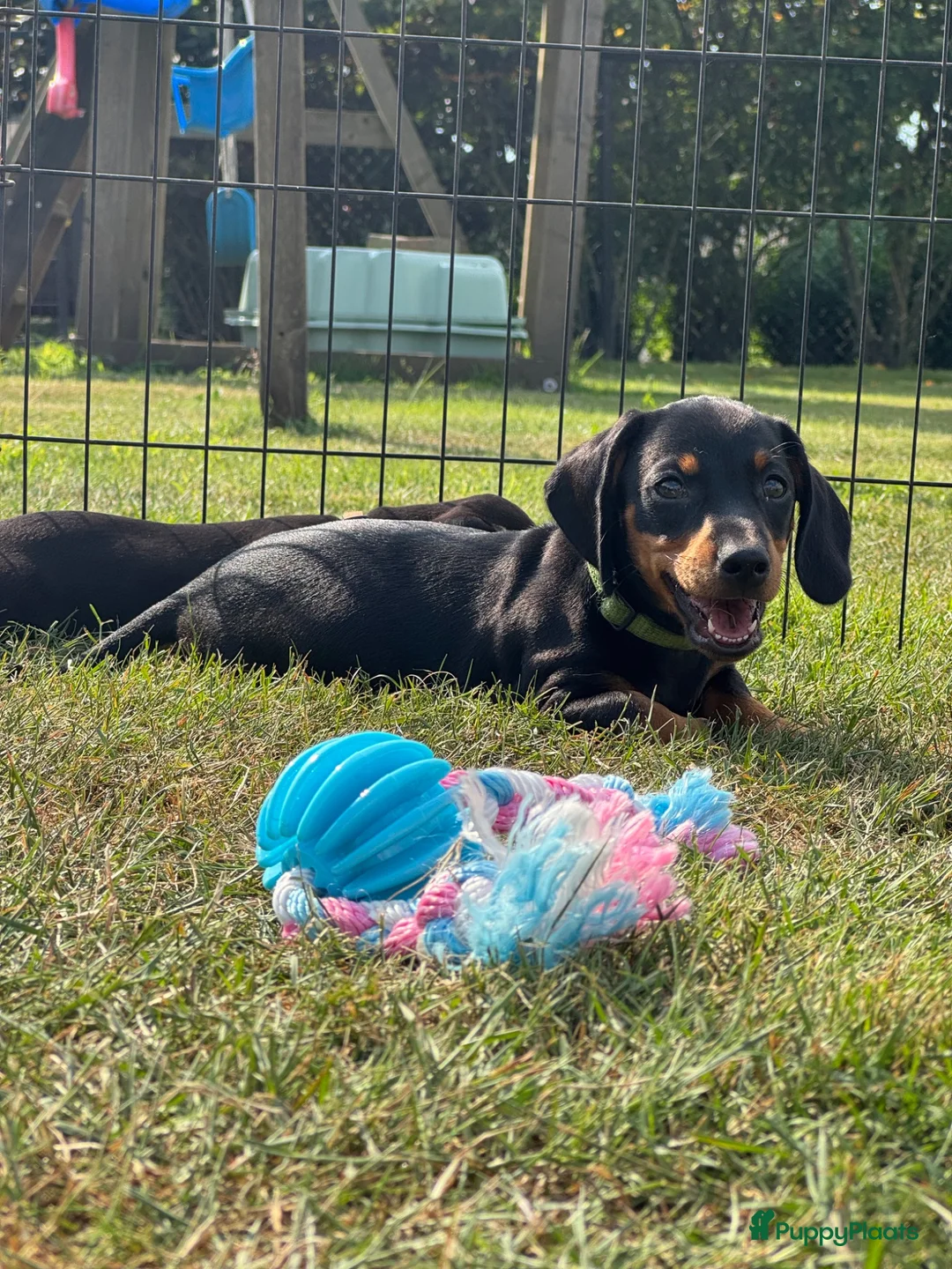 Teckel (korthaar)  honden te koop: Mooie black & tan teckelreutje - Advertentie 2