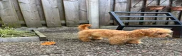Maltipoo honden te koop: Kleine Maltipoo pup (Maltezer X dwergpoedel) - Advertentie 5