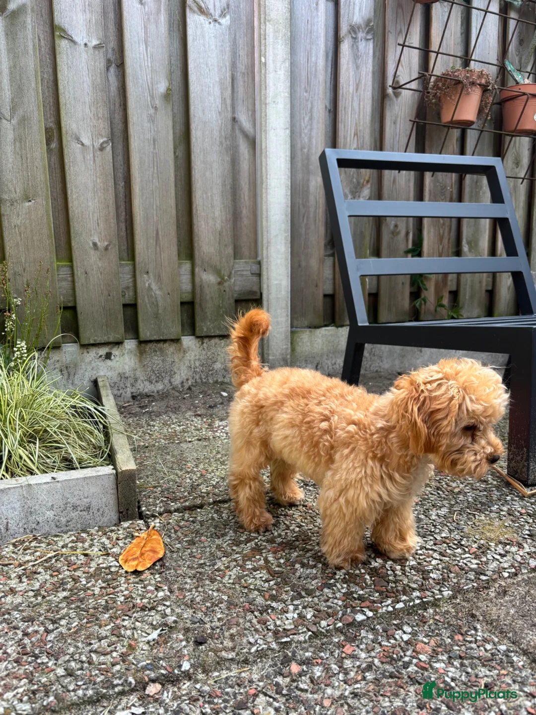 Maltipoo honden te koop: Kleine Maltipoo pup (Maltezer X dwergpoedel) - Advertentie 5
