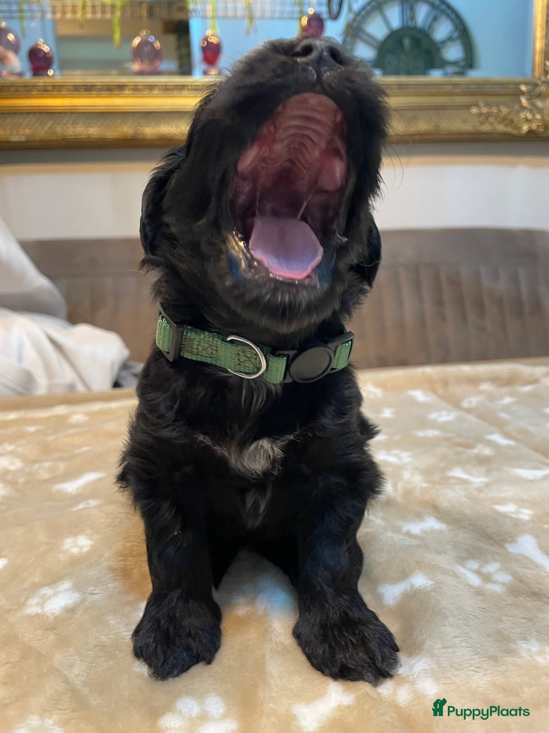 Kruising honden te koop: Boompoo pups, Boomer X Toy poedel - Advertentie 18