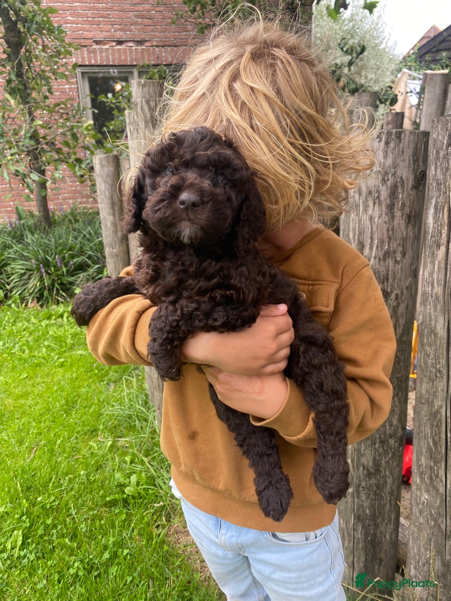 Kruising honden ALF 3! MINI labradoodle pups 🤎🖤 - Advertentie 1