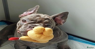 Franse Bulldog honden in Zoutleeuw - Advertentie 6