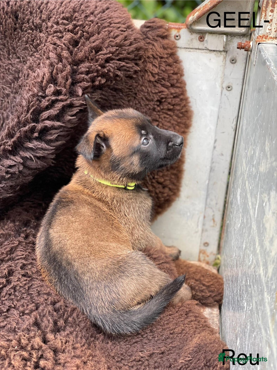 Mechelse Herder honden te koop: Mechelse herder puppy's  - Afbeelding 13