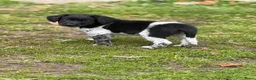 Friese Stabij honden te koop: 2 knappe Friese stabij reutjes  in Langelo - Advertentie 3