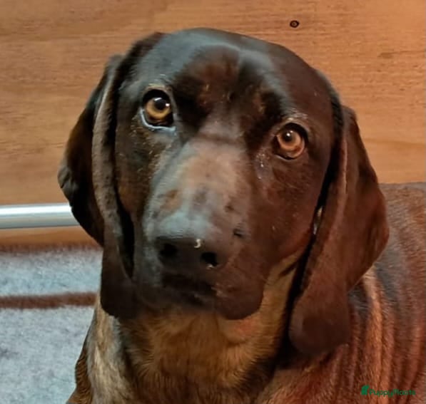 Beierse Bergzweethond honden Te koop in Ysselsteyn - Advertentie 1