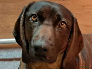 Beierse Bergzweethond honden Te koop in Ysselsteyn - Advertentie 13