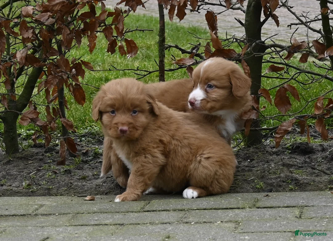Nova Scotia Duck Tolling Retriever honden te koop: Speelse Nova Scotia Duck Tolling Retriever pups  - Advertentie 6