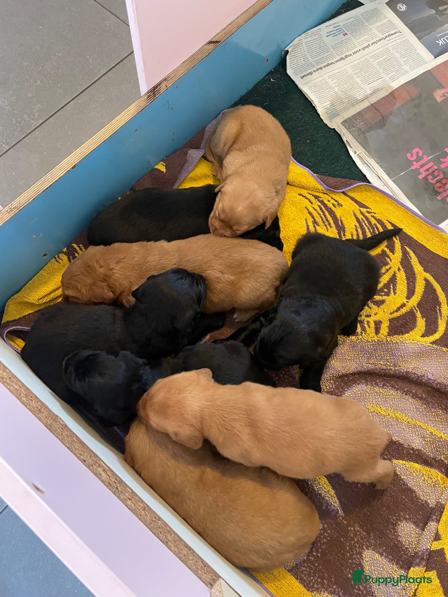 Kruising honden Kruising Labrador met Golden retriever - Advertentie 5