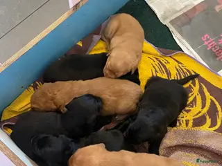 Kruising honden Kruising Labrador met Golden retriever - Advertentie 5