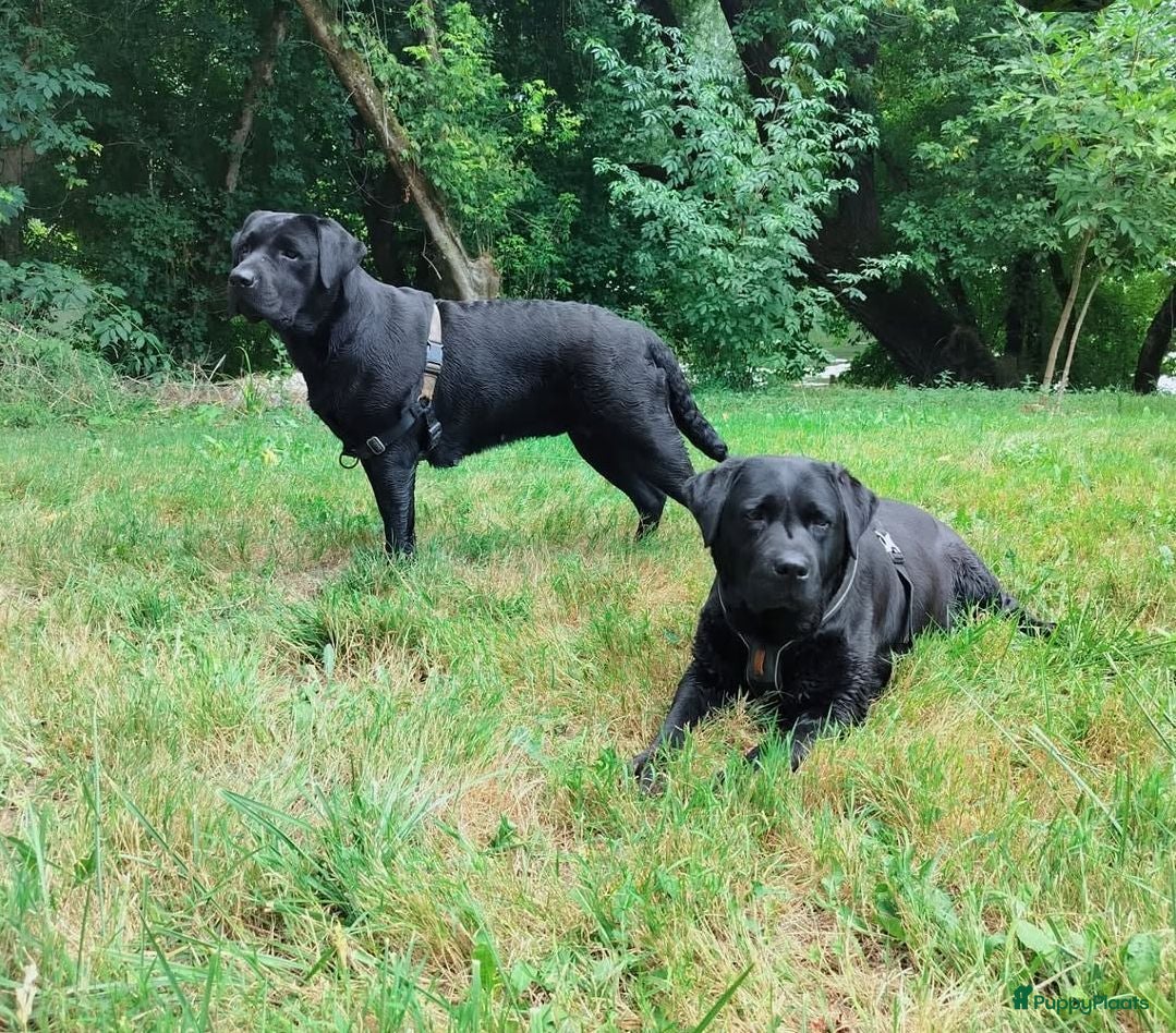 Labrador Retriever honden Pups verwacht - Advertentie 2