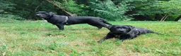 Labrador Retriever honden te koop: Pups verwacht in Nes - Advertentie 2