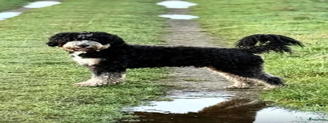 Oscar