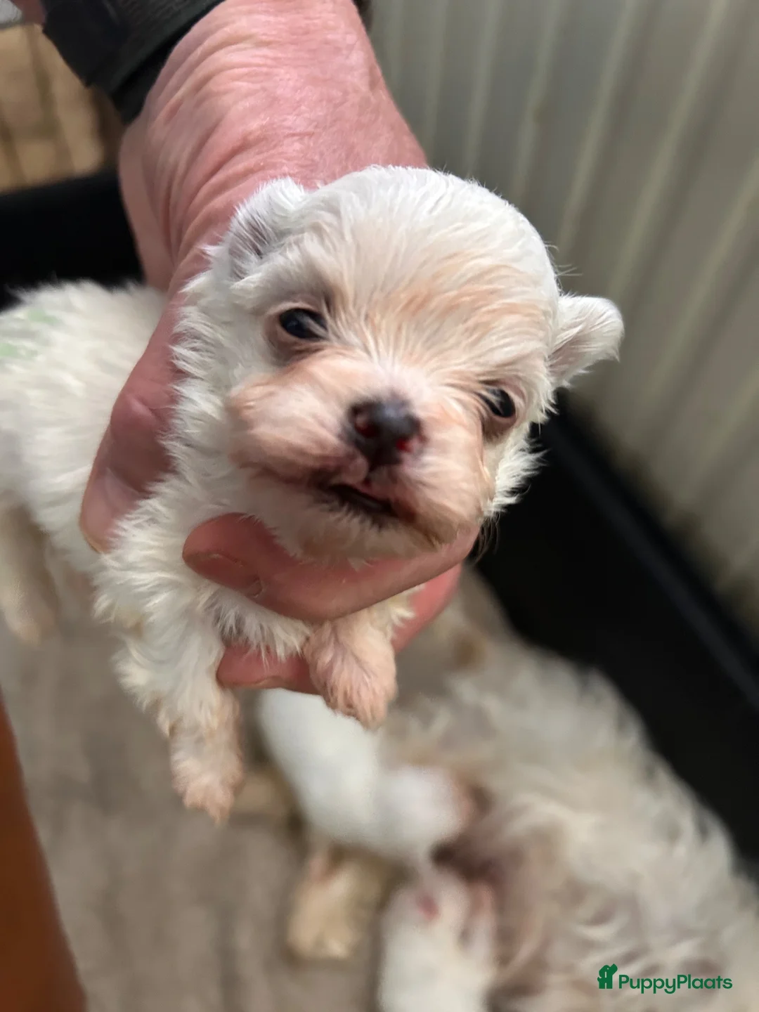Maltezer honden te koop: Maltezer met stamboom in Venlo - Advertentie 2