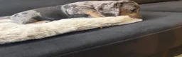 Teckel (korthaar)  honden te koop: Dwerg Teckel Pups. - Advertentie 9