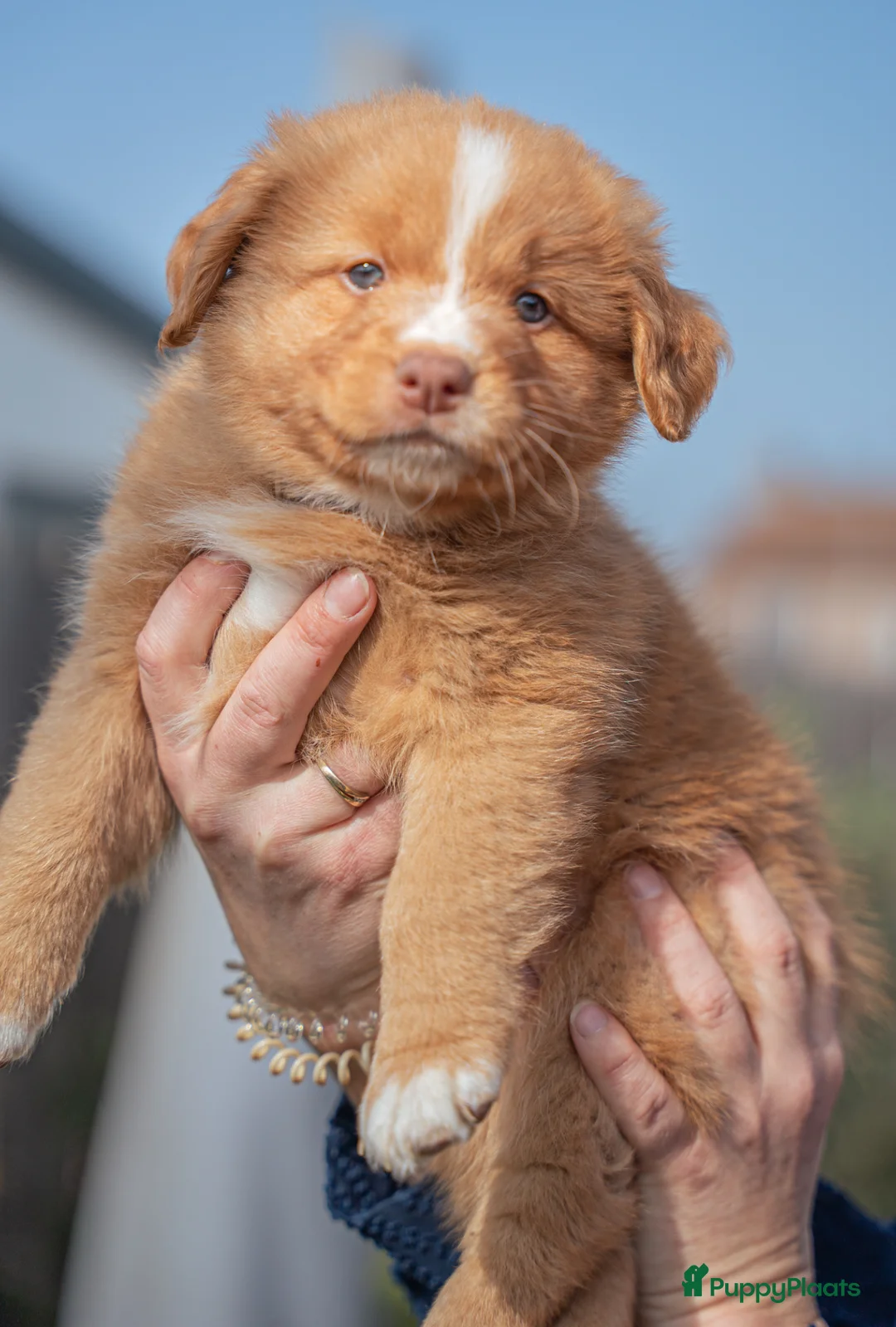 Nova Scotia Duck Tolling Retriever honden te koop: Nog 3 lieve toller pups beschikbaar! in Slijk-Ewijk - Advertentie 12