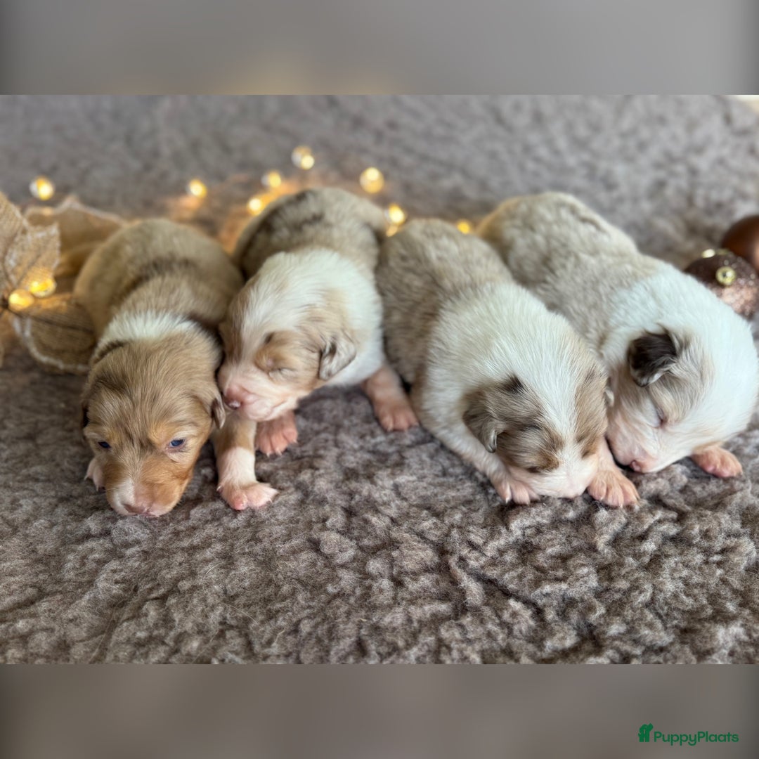 Australian Shepherd honden te koop: Prachtig nestje raszuivere Australian Shepherds - Advertentie 19