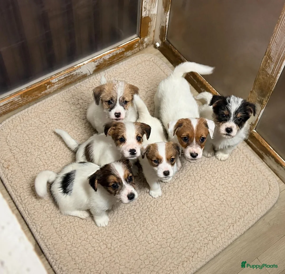 Jack Russel Terriër honden te koop: Ruwharige Jack Russell pups - Advertentie 2