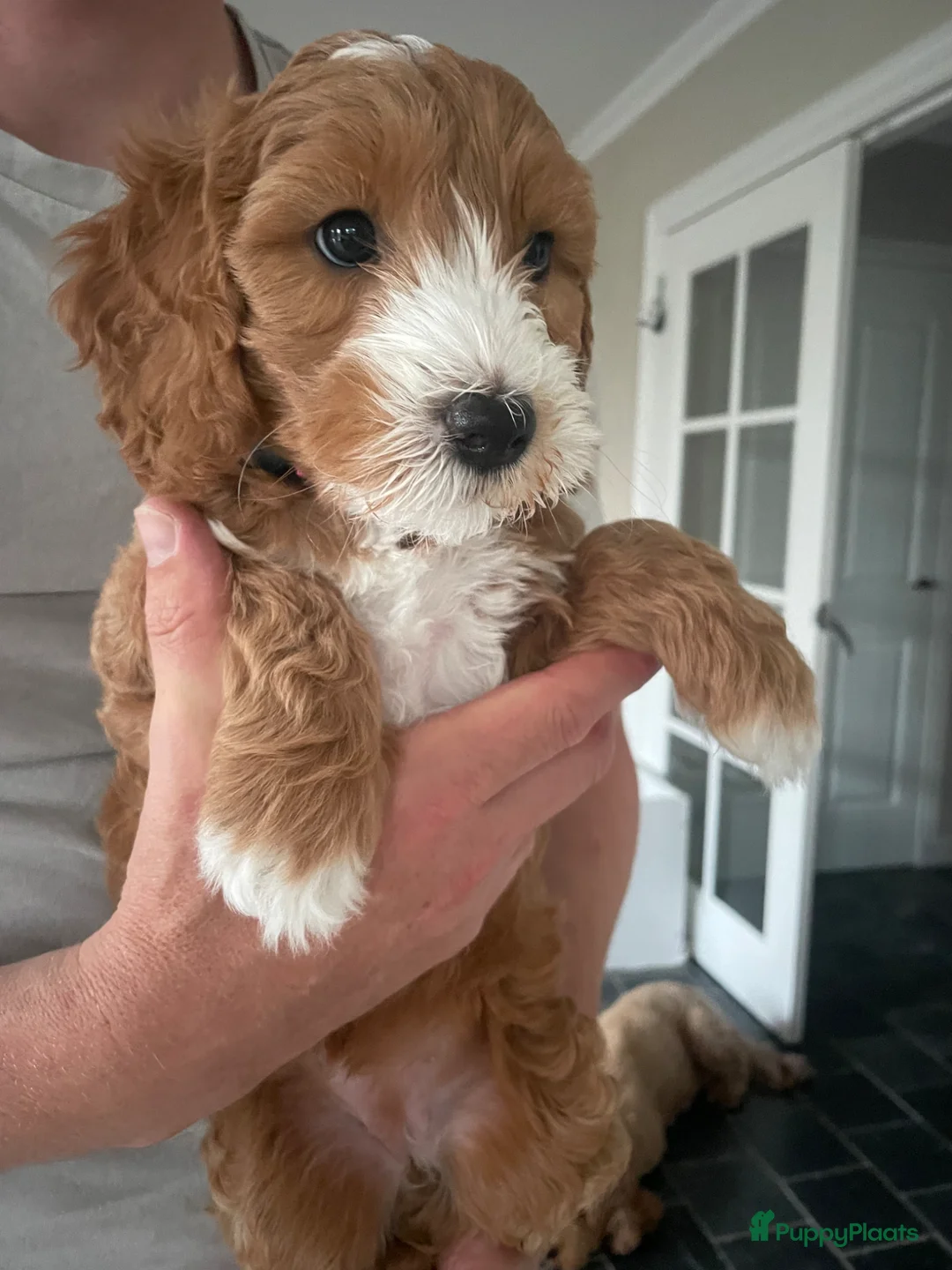Australian Labradoodle honden te koop: Austrailan Labradoodle Medium + stamboom  - Advertentie 2
