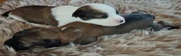 Tibetaanse Terriër honden te koop: Raszuivere Tibetaanse Terriër pups  - Advertentie 25