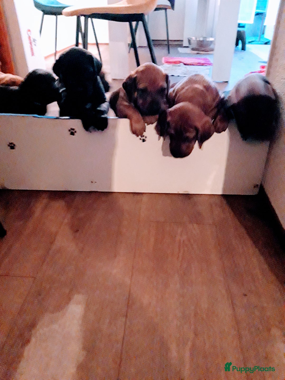 Rhodesian Ridgeback honden te koop: "Prachtige kruising Rhodesians"  in Bavel - Afbeelding 9