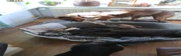 Kruising honden te koop: Rottweiler x RottweilerxBullyXL - Advertentie 3