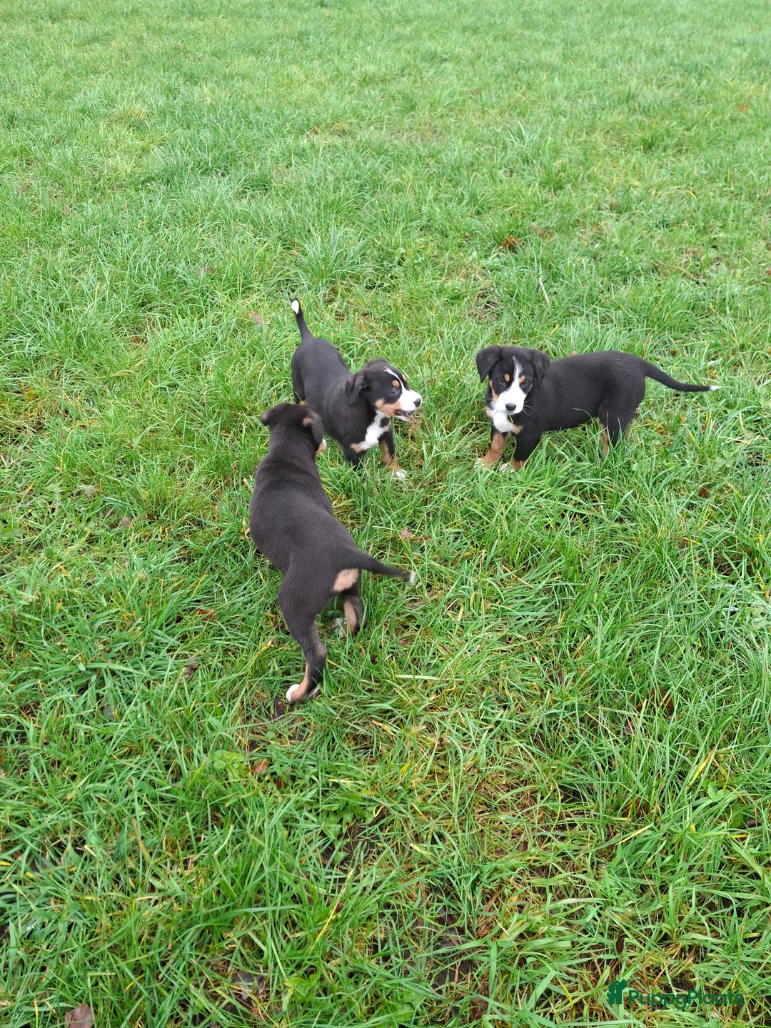 Grote Zwitserse Sennenhond honden te koop: Grote zwitserse sennen pups - Advertentie 18