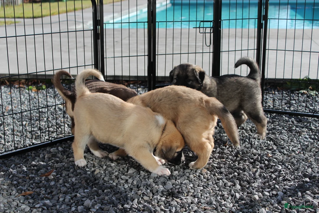 Kruising honden te koop: 🐾 Lieve, sociale pups zoeken hun gouden mandje 🐾 - Advertentie 10