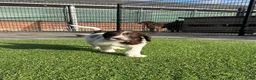 Kruising honden te koop: Kruising pups Doodle x Duitse stadoodle in Broeksterwald - Advertentie 19