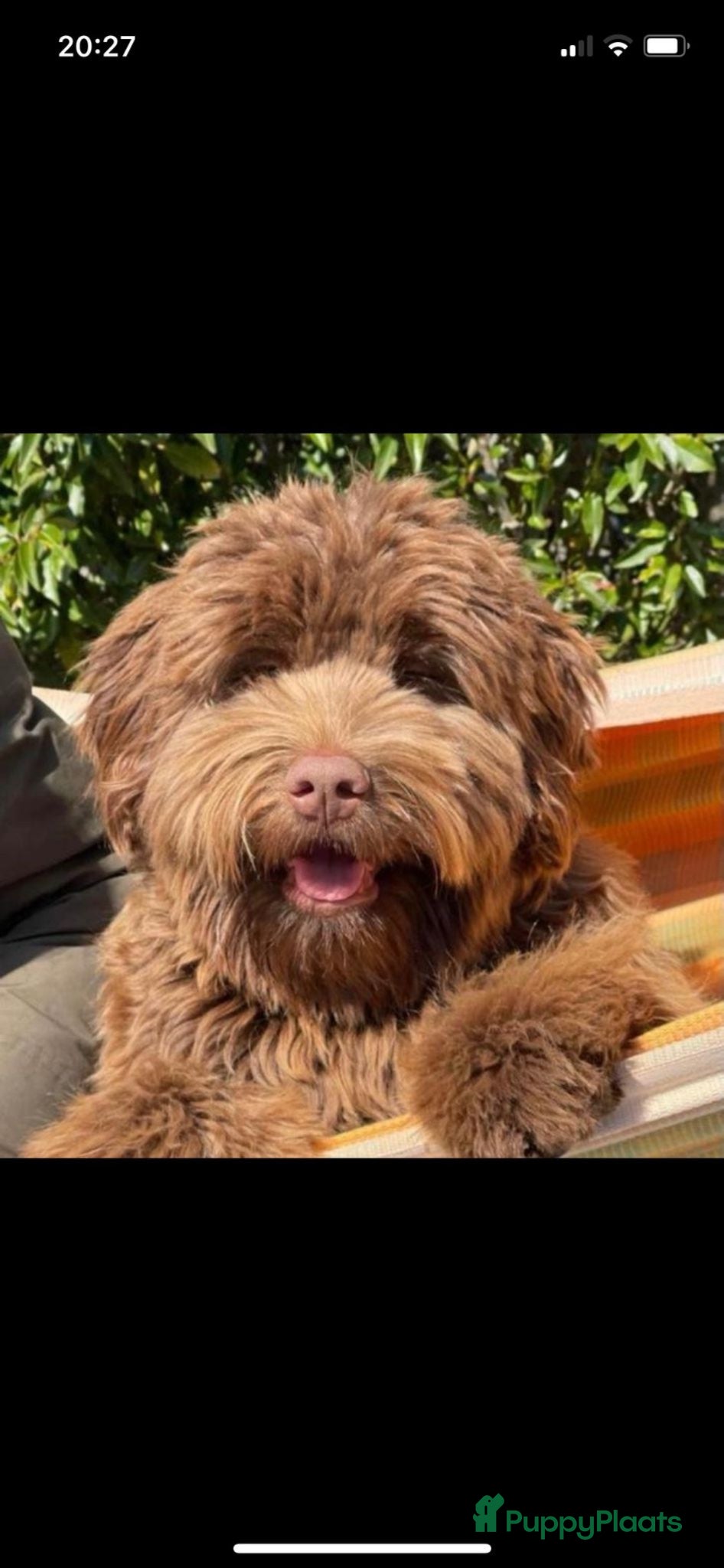 Labradoodle honden Medium chocolade labradoodles 75% Australian  - Advertentie 2