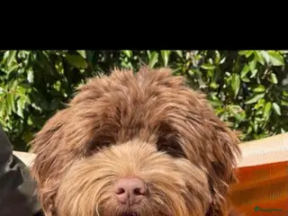 Labradoodle honden Medium chocolade labradoodles 75% Australian - Advertentie 2