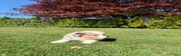 Kruising honden te koop: Australian Shepherd x Border Collie pups - Advertentie 18