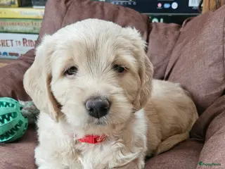 Kruising honden Double doodle puppy's - Advertentie 1