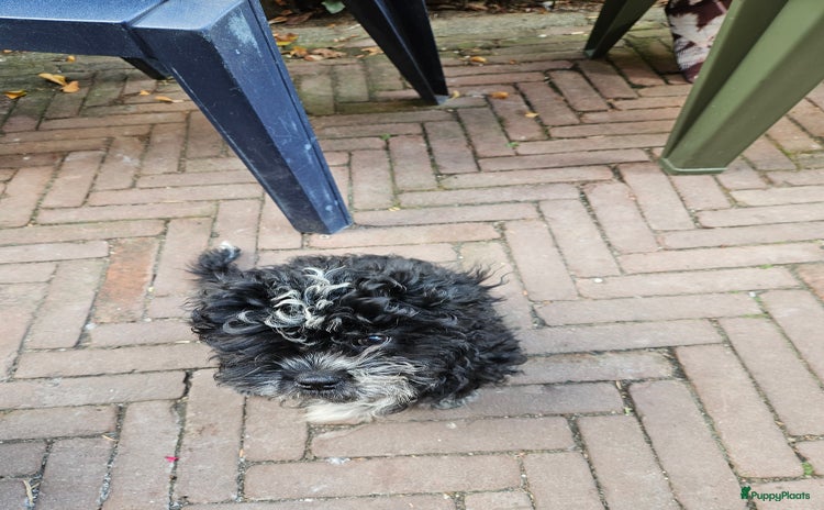 Boomer honden - Advertentie 2