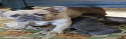 Franse Bulldog honden te koop: Prachtige Franse buldogs  - Advertentie 4