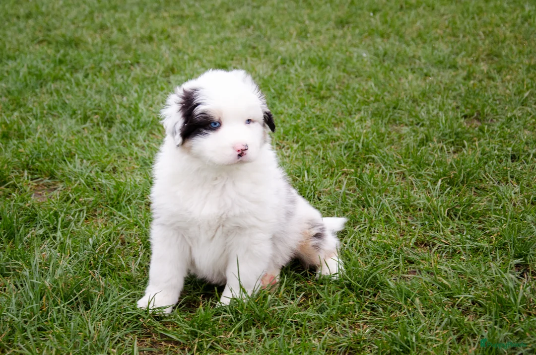 Australian Shepherd honden te koop: Australische herder pups geboren op boerderij (BE) - Advertentie 3