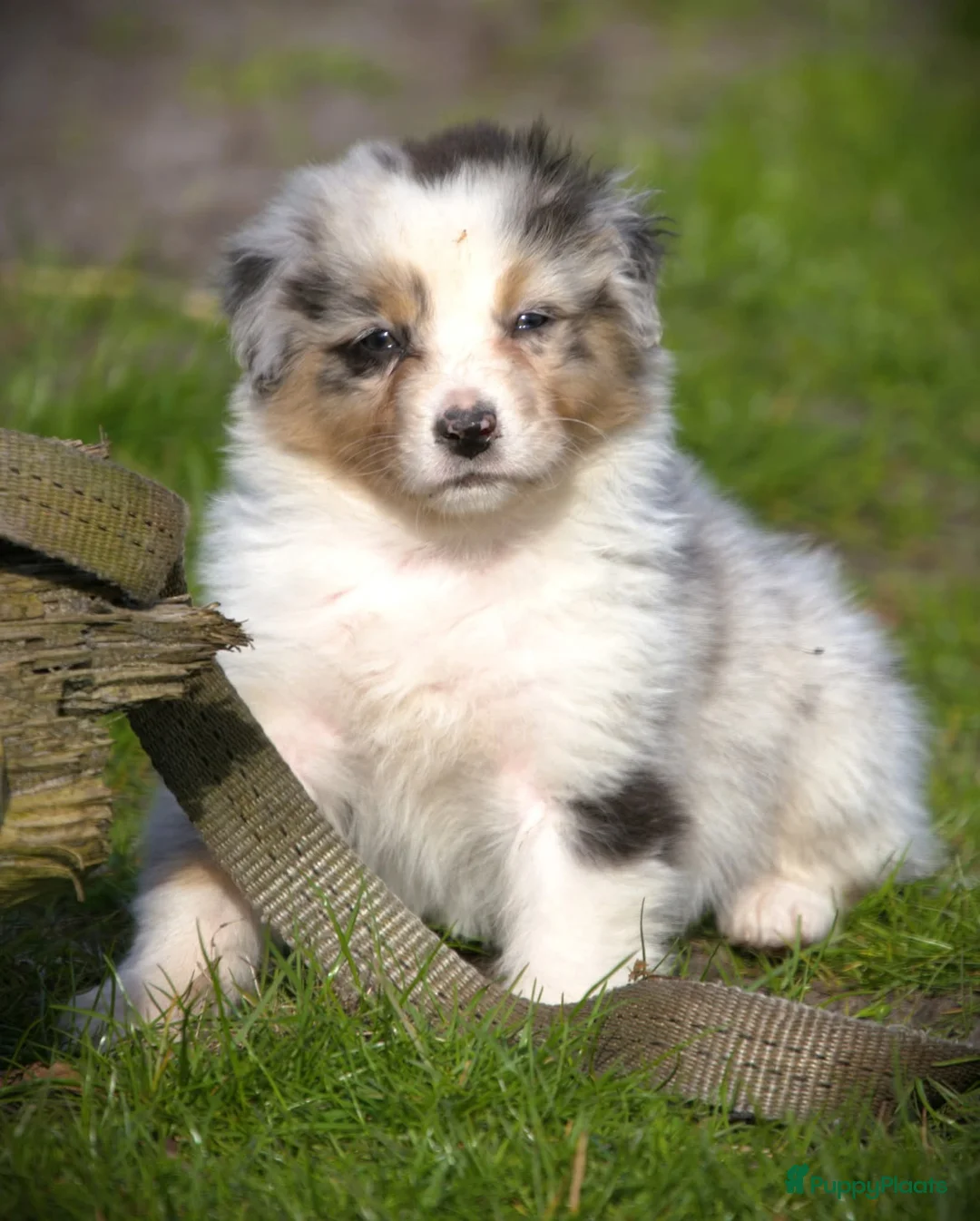 Australian Shepherd honden te koop: 🐾 Australian Shepherd pups - goed gesocialiseerd  - Advertentie 2