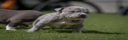 Amerikaanse Bully honden ter dekking: American Bully XL dekreu  - Advertentie 23