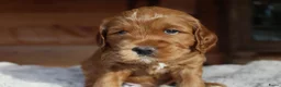 Australian Labradoodle honden te koop: Prachtige Australian Labradoodle pups in Velp - Advertentie 10
