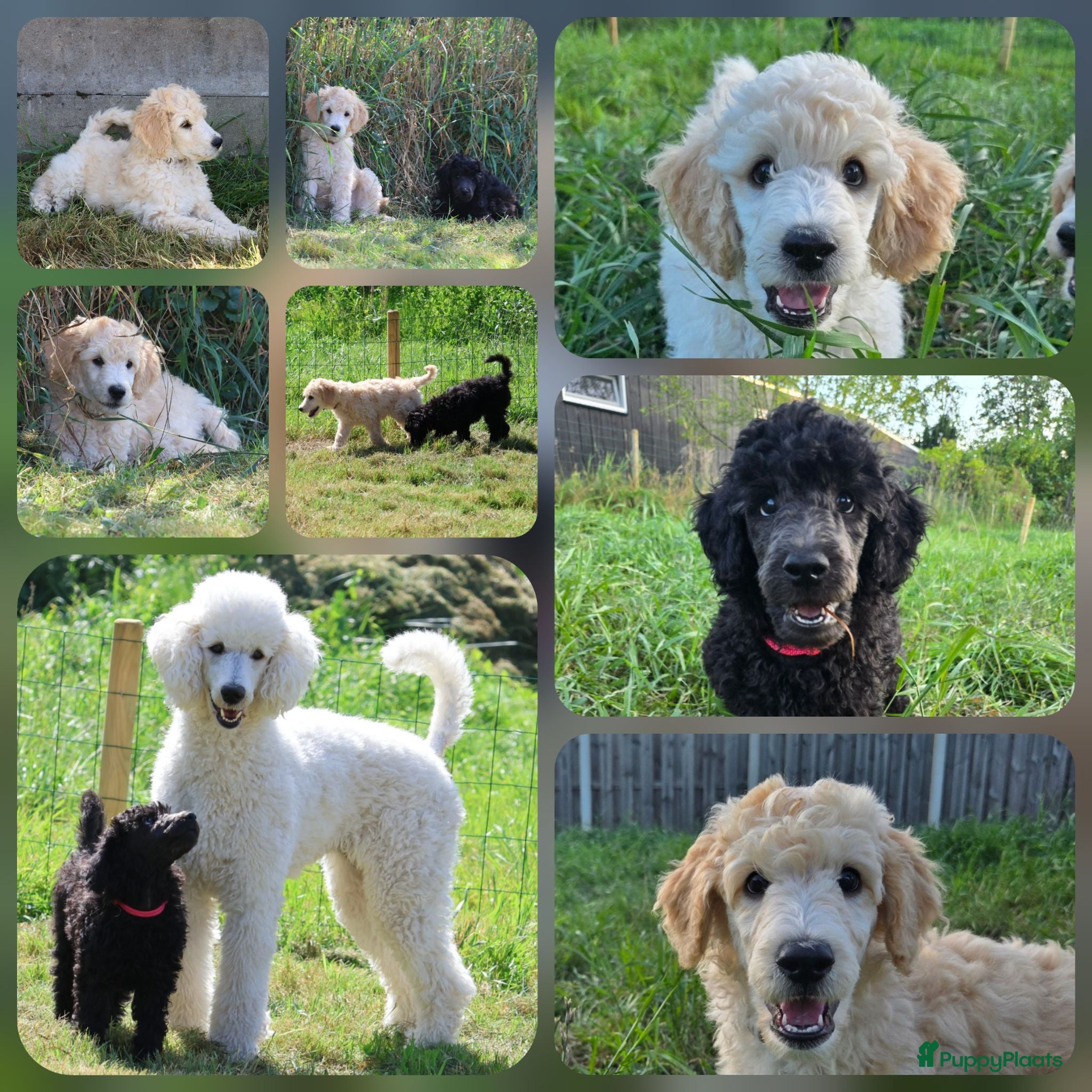 Labradoodle honden Poedel outcross pups | DNA-geteste ouderdieren - Advertentie 2