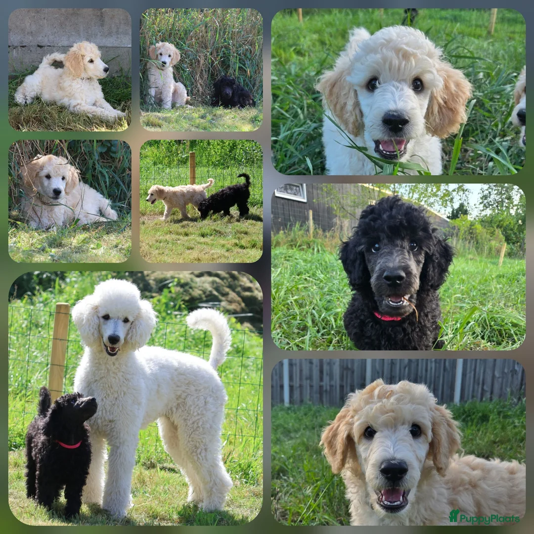 Labradoodle honden te koop: Poedel outcross pups | DNA-geteste ouderdieren - Advertentie 2