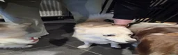 Pomsky honden te koop: Pomsky te koop - Advertentie 4