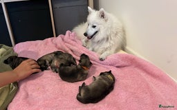 Keeshond honden te koop: Kruising Keeshond X Japanse Spits - Afbeelding 8