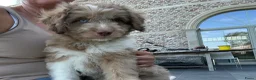 Kruising honden te koop: Miniature australian doodles  - Advertentie 11