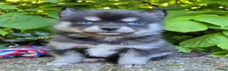 Kruising honden te koop: Pomsky x shiba inu (1/4) pups - Advertentie 33