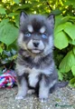 Kruising Puppy 8