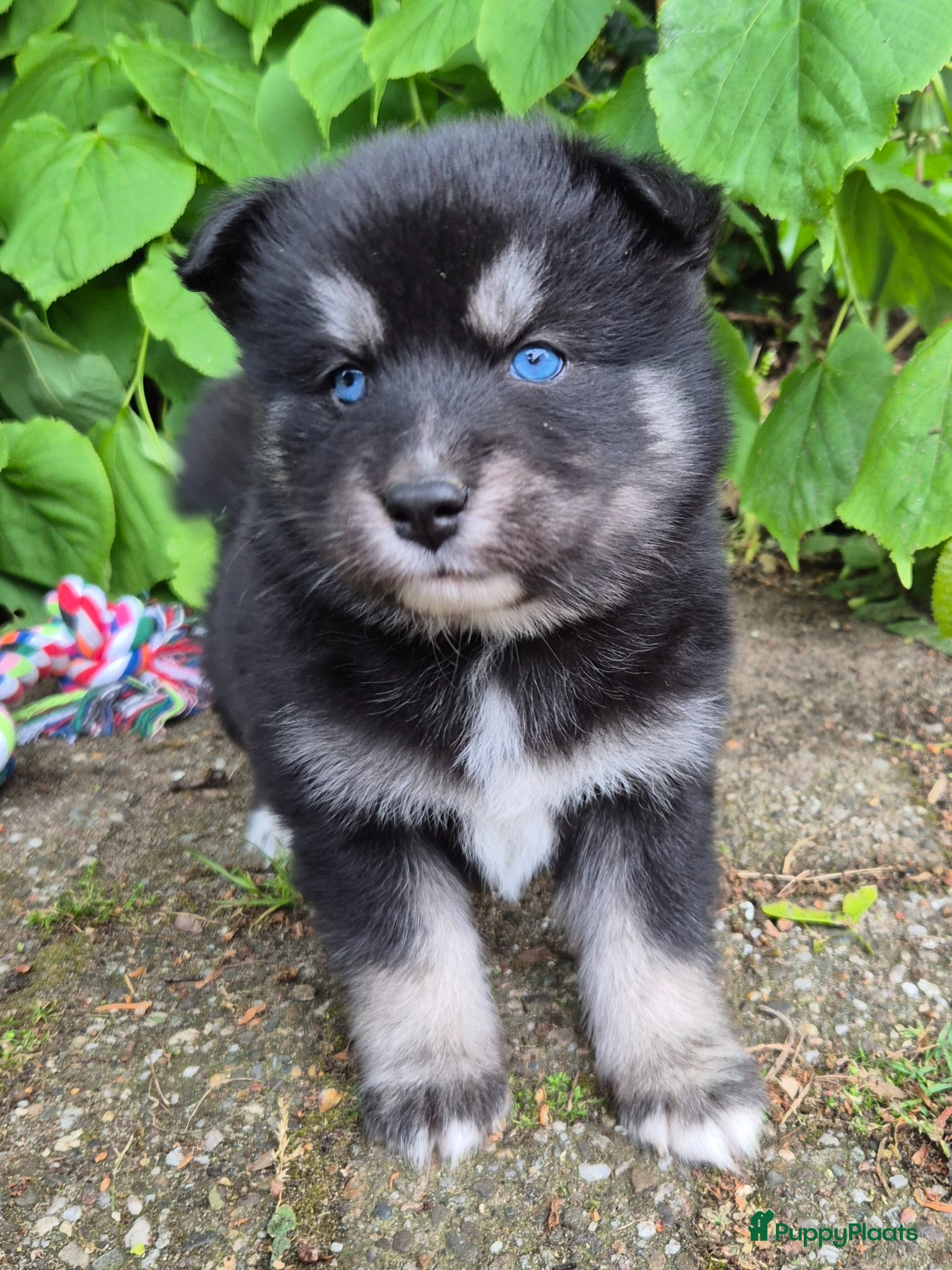 Kruising honden Pomsky x shiba inu (1/4) pups - Advertentie 9