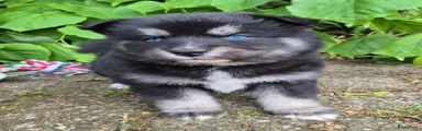 Kruising Puppy 2