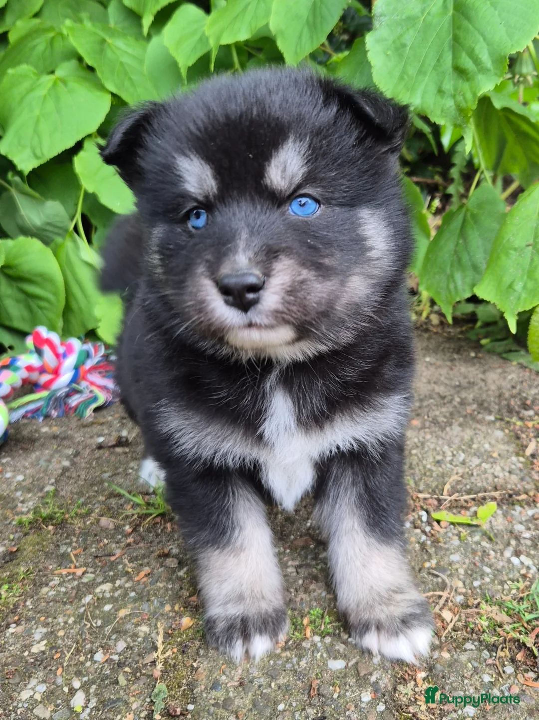 Kruising honden te koop: Pomsky x shiba inu (1/4) pups - Advertentie 1